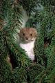 Belette dans des branches de sapin mammifere;mustelides;belette;tete;branches;sapin;78;yvelines;france; 