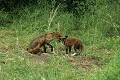 Renarde toilettant un jeune mammiferes;canides;renard-roux;vulpes-vulpes;toilettage;jeune;78-yvelines;france; 