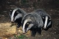 Blaireaux cherchant leur nourriture mammiferes;mustelides;plantigrade;blaireau;meles-meles;blaireautins;78-yvelines;france; 
