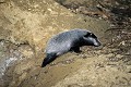 Blaireautin d'un mois sortant du terrier mammiferes;plantigrade;blaireau;meles-meles;blaireautin;78-yvelines;france; 