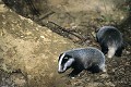 Blaireautins près de leur terrier mammiferes;plantigrade;blaireau;meles-meles;blaireautins;78-yvelines;france; 