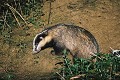 Blaireau femelle sortant de son terrier mammiferes;plantigrade;blaireau;meles-meles;femelle;78-yvelines;france; 
