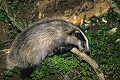 Blaireau cherchant sa nourriture mammiferes;plantigrade;blaireau;meles-meles;78-yvelines;france; 