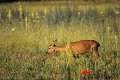Chevrette mammiferes;cervides;chevreuil;femelle;capreolus-capreolus;78;yvelines;france; 