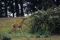 Chevrette mangeant des ronces mammiferes;cervides;chevreuil;femelle;capreolus-capreolus;ronces;78;yvelines;france; 