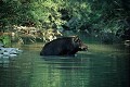 Sanglier dans la rivière mammiferes;suides;sanglier;suscrofa;riviere;04;alpes-de-haute-provence;france; 