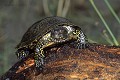 Cistude d'Europe reptile;émydidé;tortue;cistude-d-europe;emys-orbicularis;étang;indre-36;brenne;france; 