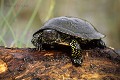 Cistude d'Europe reptile;emydide;tortue;cistude-d-europe;emys-orbicularis;etang;indre-36;brenne;france; 