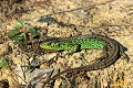 Lézard agile ou Lézard des souches reptile;lacertide;lezard-agile;lezard-des-souches;lacerta-agilis;yvelines-78;france; 