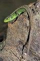Lézard agile ou Lézard des souches reptile;lacertide;lezard-agile;lezard-des-souches;lacerta-agilis;yvelines-78;france; 