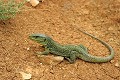 Lézard ocellé reptile;lacertides;lezard-ocelle;lacerta-lepida;alpes-de-haute-provence-04;france; 