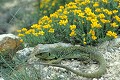 Lézard ocellé reptile;lacertides;lezard-ocelle;lacerta-lepida;orpin;pierre;alpes-de-haute-provence-04;france; 