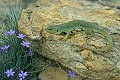 Lézard ocellé reptile;lacertides;lezard-ocelle;lacerta-lepida;aphyllanthe;pierre;alpes-de-haute-provence-04;france; 