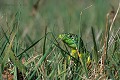 Lézard vert dans l'herbe reptile;lacertides;lezard-vert;lacerta-viridis;tete;gros-plan;herbe;yvelines 78;france; 