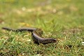 Orvet fragile reptile;anguides;orvet-fragile;anguis-fragilis;herbe;eure-27;france; 