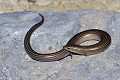 Seps tridactyle reptile;scincides;seps-tridactyle;chalcides-chalcides;alpes-de-haute-provence-04;france; 