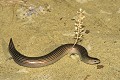 Seps tridactyle reptile;scincides;seps-tridactyle;chalcides-chalcides;femelle;gravide;alpes-de-haute-provence-04;france 