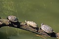 Tortue de Floride reptile;tortue-de-floride;yvelines-78;france; 