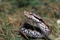 Vipère aspic reptile;serpent;viperides;vipere aspic;vipera aspis;tete;gros plan;indre 36;france; 