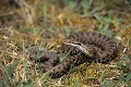 Vipère aspic reptile;serpent;viperides;vipere aspic;vipera aspis;indre 36;france; 