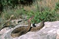 Vipère aspic reptile;serpent;viperides;vipere aspic;vipera aspis;rocher;alpes de haute provence 04;france; 