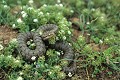 Vipère aspic reptile;serpent;viperides;vipere aspic;vipera aspis;fleurs;indre 36;brenne;france 