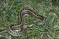 Vipère d'Orsini reptile;serpent;viperides;vipere d orsini;vipera ursinii;vaucluse 84;mont ventoux;france; 