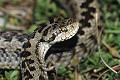 Vipère d'Orsini reptile;serpent;viperides;vipere d orsini;vipera ursinii;tete;gros plan;vaucluse 84;mont ventoux;france; 