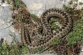 Vipère d'Orsini reptile;serpent;viperides;vipere d orsini;vipera ursinii;vaucluse 84;mont ventoux;france; 