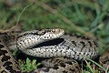 Vipère d'Orsini reptile;serpent;viperides;vipere d orsinii;vipera ursinii;tete; gros plan;vaucluse 84;mont ventoux;france; 