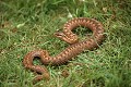 Vipère péliade reptile;serpent;viperides;vipere peliade;vipera berus;yvelines 78;france; 