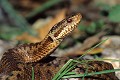 Vipère péliade reptile;serpent;viperides;vipere peliade;vipera berus;tete;gros plan;yvelines 78;france; 