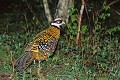 Faisan vénéré oiseau;gallinace;faisan-venere;syrmaticus-reevesi;sous-bois;chasse;yvelines 78;france; 