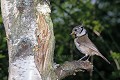 Mésange huppée oiseau;passereaux;mesange huppee;parus cristatus;bouleau;perche;boucle de moisson;yvelines 78;france; 