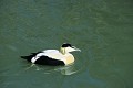 Eider à duvet mâle sur un lac oiseaux;palmipede;eider-a-duvet;somateria-mollissima;lac;etang;yvelines-78;france; 