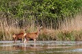 Biches de Cerf élaphe mammifere;cervide;cerf elaphe;biche;cervus elaphus;etang;indre 36;france;brenne; 