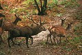 Cerf élaphe mammifere;cervide;cerf-elaphe;cervus-elaphus;brame;rut;yvelines-78;france; 