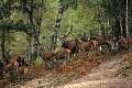 Cerf élaphe et ses biches mammifere;cervide;cerf elaphe;cervus elaphus;brame;rut;biches;yvelines 78;france; 