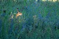 Lièvre commun dans une jachère mammifere;leporide;lievre commun;lepus capensis;jachere;champs;capucin;yvelines 78;france; 