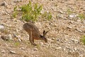Lièvre commun en course mammiferes;leporide;lievre commun;lepus capensis;capucin;course;yvelines 78;france; 