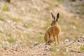 Lièvre commun assis mammiferes;leporide;lievre commun;lepus capensis;capucin;assis;yvelines 78;france; 