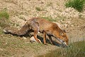 Renard roux se désaltérant mammiferes;canides;renard-roux;eau;mare;vulpes-vulpes;yvelines-78;france; 