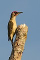 Pic-vert oiseaux;passereaux;pics;pic-vert;picus-viridis;male;yvelines-78;france; 