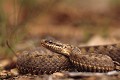 Vipère péliade reptiles;serpents;vipere-peliade;vipera-berus;yvelines-78;france; 