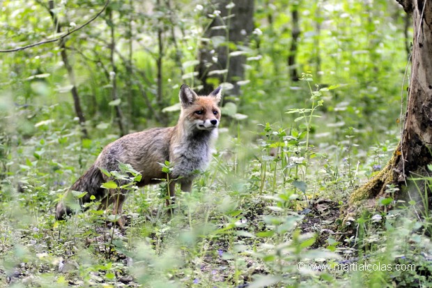 Renard roux