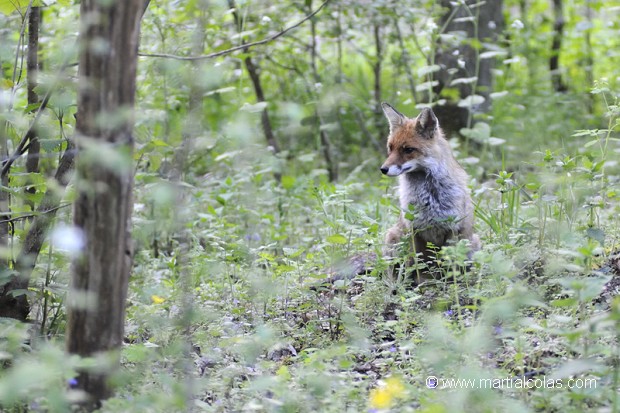 Renard roux