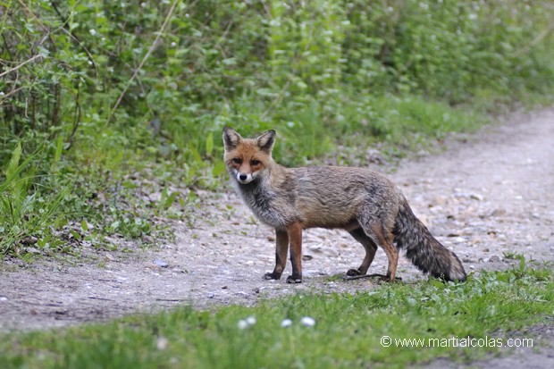 Renard roux