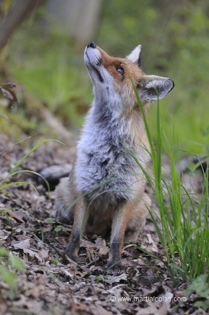 Renard roux