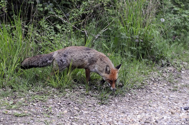 Renard roux