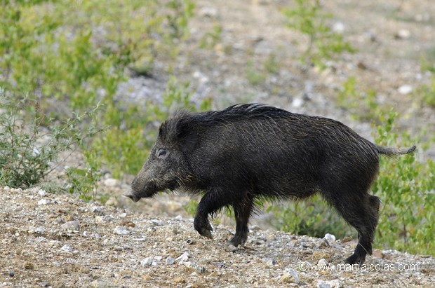 Sanglier